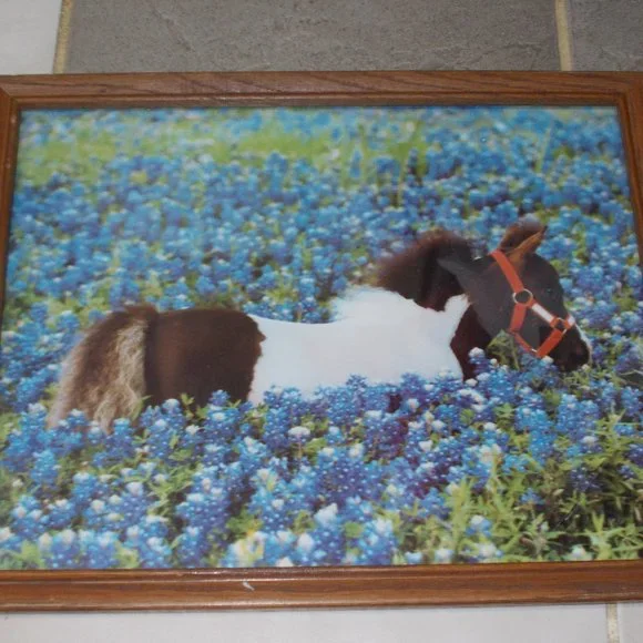 Pony in Bluebonnets print 11"x14" in wood frame! - Picture 1 of 4
